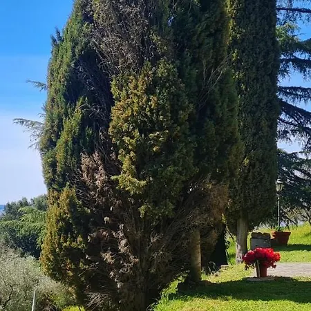 Nikki Bolsena